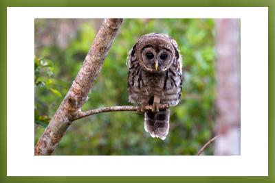 Barred Owl