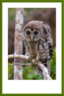 Barred Owl  stare