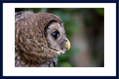 Barred Owl close up