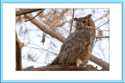 Great Horned Owl