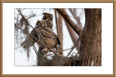 Female Great Horned Owl and Owlet