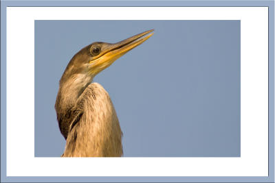 Anhinga portait