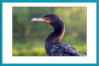 Double-crested Cormorant