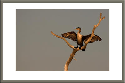 Double-crested Cormorant  wing-drying pose