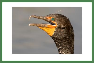 Double-Crested Cormorant Portrait