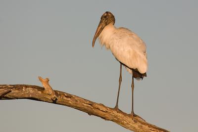 Wood Stork (Morning Light)