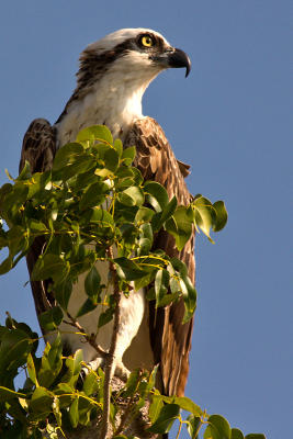 Osprey hiding (or attempting to hide)