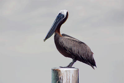 Brown Pelican