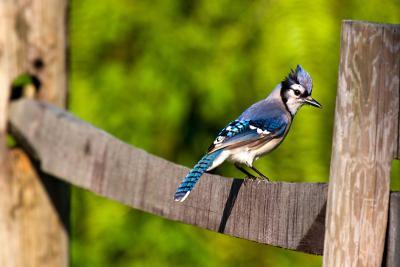 Blue Jay