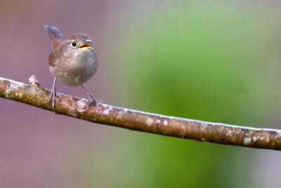 House Wren