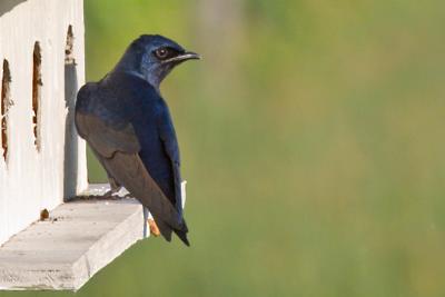 Purple Martin (male)