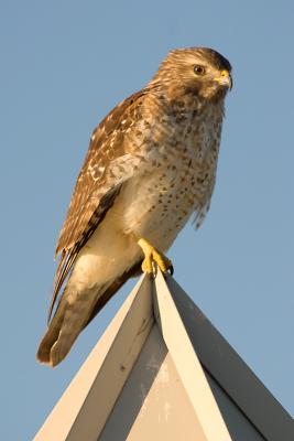 Immature Red-Shouldered Hawk