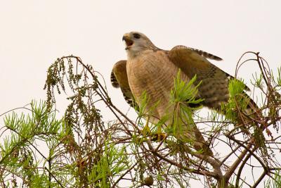 Red-shouldered Hawk call