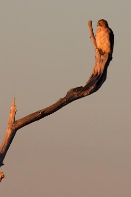 Red-shouldered Hawk and dead tree