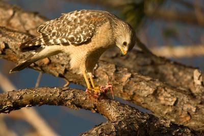 Red-shouldered Hawk with carcass