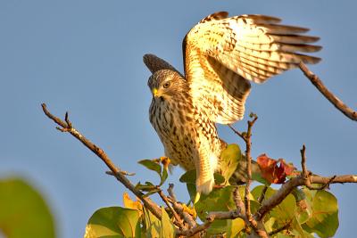 Red-shouldered Hawk display