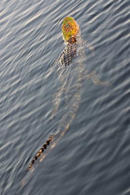 Florida gator swimming
