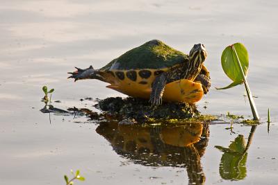 Florida Red-bellied turtle