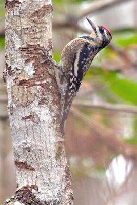 Yellow-bellied Sapsucker (female)