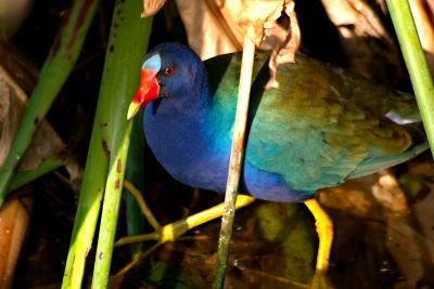 Purple Gallinule