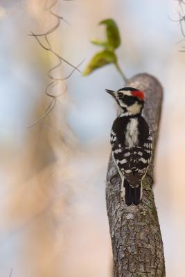 Downy Woodpecker (male)