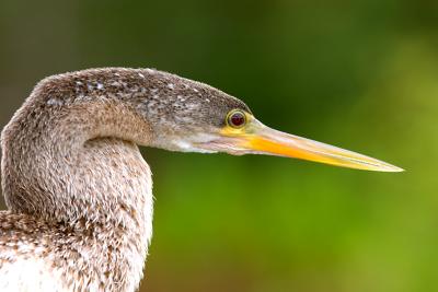 Anhinga