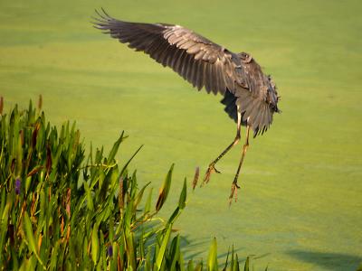 Headless Great Blue Heron