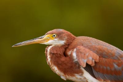 Tricolored Heron