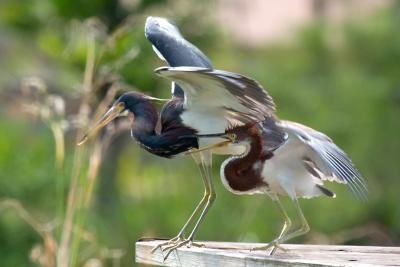 Tricolored Heron (Juvenile begging for food)