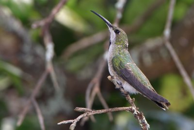 Antillean Mango (Mango Antillano)