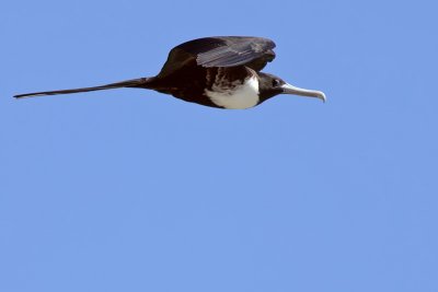 Magnificent frigatebird (Tijereta)