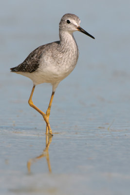 Greater Yellowlegs (Playero Guinella Mayor)