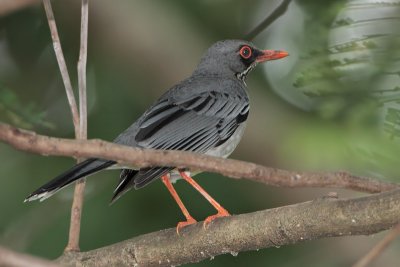 Red-legged Thrush (Zorzal Patirrojo)