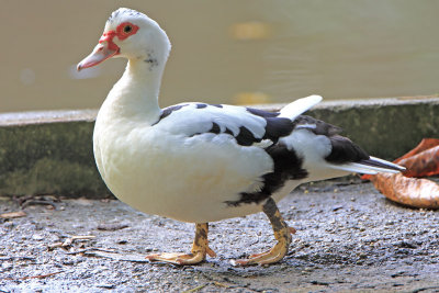 Muscovy Duck (Pato Criollo)