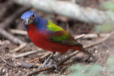 Painted Bunting (male)