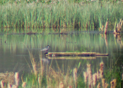 Whiskered tern