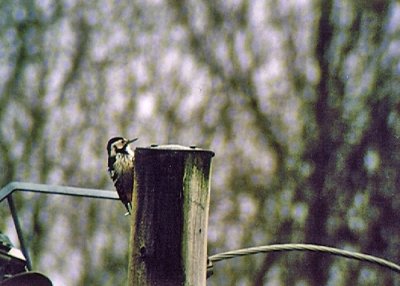 White-backed woodpecker (Dendrocopos leucotos)