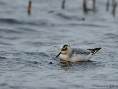 Grey phalarope (Phalaropus fulicarius)