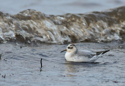 Grey phalarope (Phalaropus fulicarius)