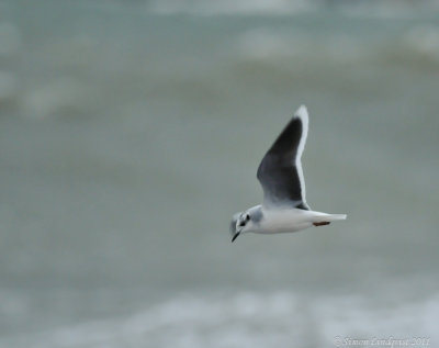 Little Gull (Hydrocoloeus minutus)