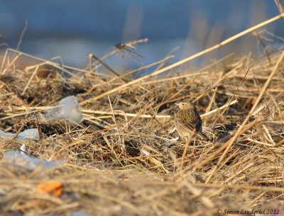 Richard's Pipit  (Anthus richardi)