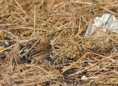 Richard's Pipit  (Anthus richardi)