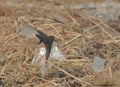 Richard's Pipit  (Anthus richardi)