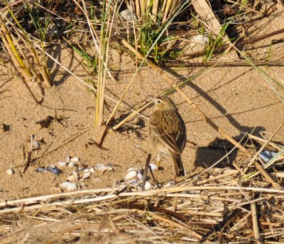 Richard's Pipit  (Anthus richardi)