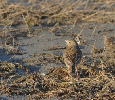 Richard's Pipit  (Anthus richardi)