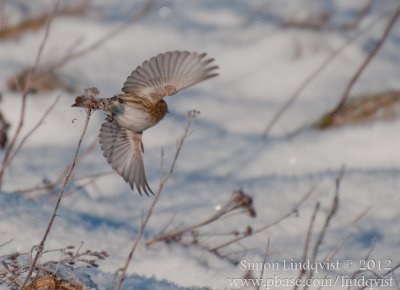 Common Redpoll (Carduelis flammea cabaret)