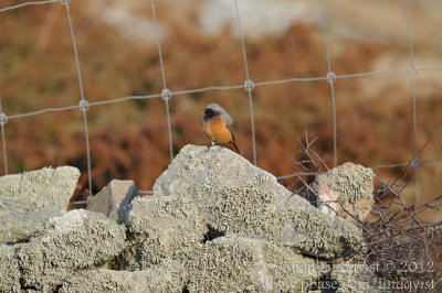 Eastern Black Redstart