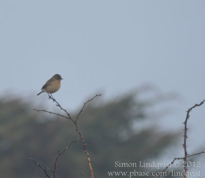 Common stonechat (Saxicola torquatus)