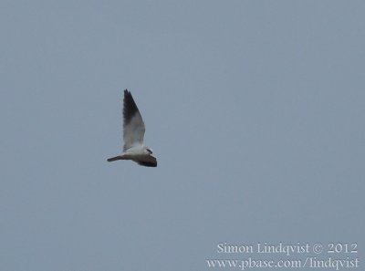 Black-shouldred kite (Elanus caeruleus)