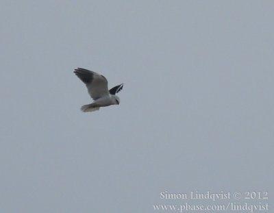 Black-shouldred kite (Elanus caeruleus)